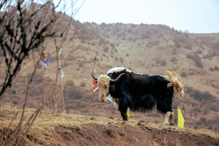 Trekking 5 Pelala Mountain Pass Trans Bhutan Trail by Alicia Warner 4